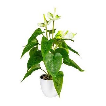 Flor artificial flamingo PLOVIR en maceta decorativa, raíces, blanco-verde, 40 cm