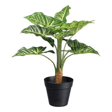 Planta decorativa Syngonium ZILHEN, maceta decorativa, verde, 45 cm
