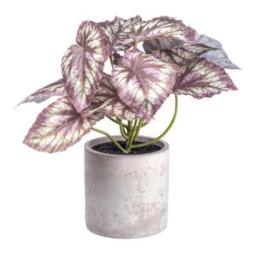 Planta decorativa Begonia de hoja grande GRUHIL en maceta de cemento, verde-lila, 22 cm Planta decorativa Begonia de hoja grande GRUHIL en maceta de cemento, verde-lila, 22 cm