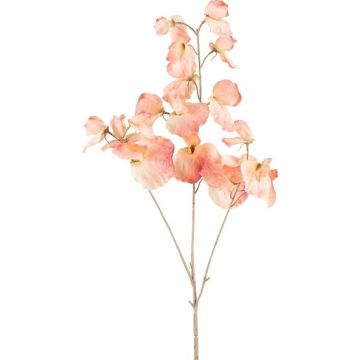 Rama decorativa Lathyrus latifolius SLIRKEN, albaricoque, 75 cm