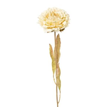 Flor decorativa peonía MASNOR, aspecto seco, crema, 65 cm