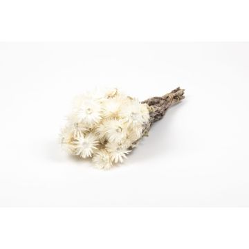 Ramo de flores secas BIBIANA, crema, 30-40 cm, Ø 15 cm