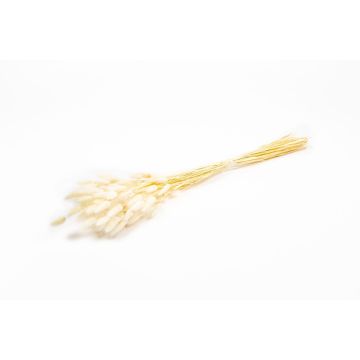 Hierba Lagurus seca BORKA, ramillete, blanca, 55-75 cm, Ø 12 cm