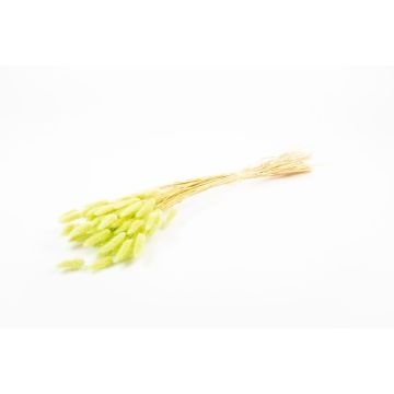 Hierba seca BORKA, ramo, verde claro, 55-75 cm, Ø 12 cm