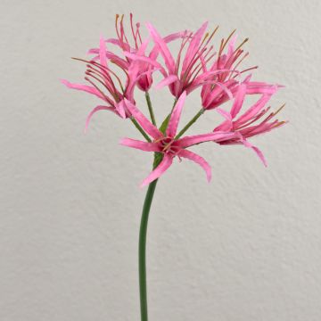 Flor artificial araña LUCHO, rosa, 70 cm