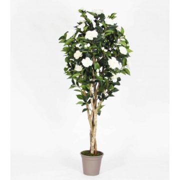 Camelia falsa JEMIMANE, troncos naturales, con flores, blanco, 175 cm - Fabricado en Italia