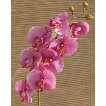 Tallo de Orquídea Phalaenopsis sintética RICKY, fucsia, 105 cm