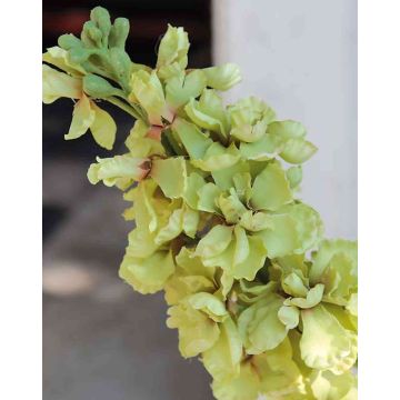 Flor artificial de alhelí de invierno BETHANY, verde crema, 85cm