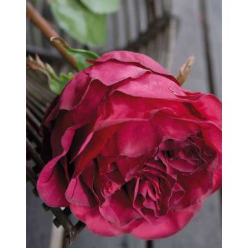Rosa repollo artificial TAYNARA, burdeos, 50cm, Ø9cm