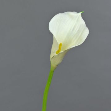 Cala artificial TERESA, crema, 70cm, 10x18cm
