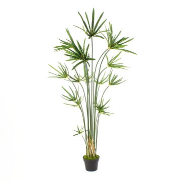 Cyperus artificial SASINA, verde, 150cm