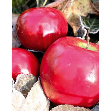 Manzana decorativa REGGIE, rojo, 8cm