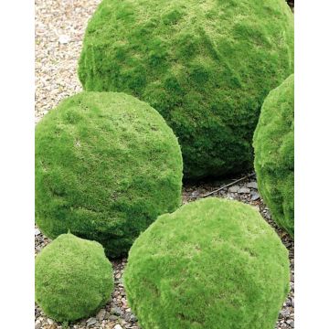 Bola de musgo falsa THEOS, verde, Ø13cm