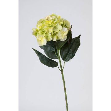 Hortensia falsa ANGELINA, crema-verde, 70cm, Ø23cm