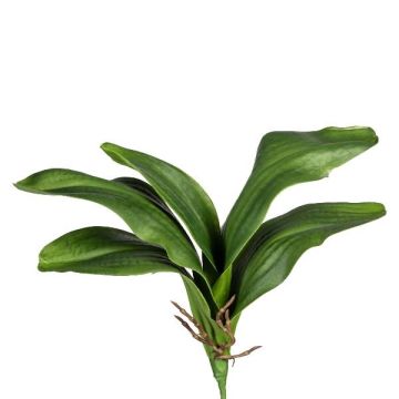 Hojas artificiales de orquídea Phalaenopsis DRANFOL, varilla, raíces aéreas, 35 cm