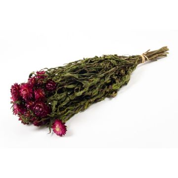 Ramo de flores de paja ALMINKA, secas, moradas, 50-60 cm, Ø 15 cm
