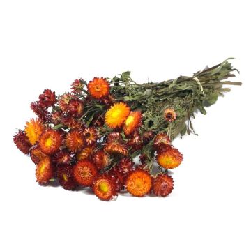 Ramo de flores de paja ALMINKA, secas, rojo-naranja, 50-60 cm, Ø 15 cm