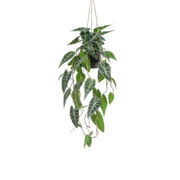 Planta decorativa Alocasia Sanderiana, maceta colgante XEZOR, maceta decorativa, verde-blanco, 80 cm