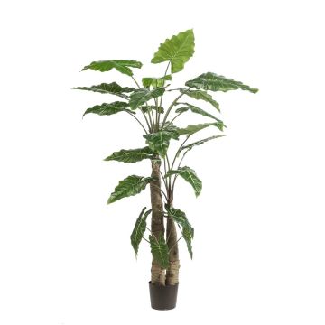 Planta artificial Alocasia Sanderiana ALBULA, verde, 180 cm Planta artificial Alocasia Sanderiana ALBULA, verde, 180 cm
