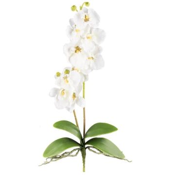 Orquídea Phalaenopsis MORLEK de tela, varilla, raíces, crema, 60 cm