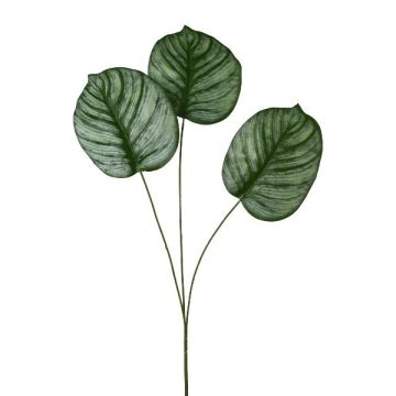Rama decorativa Calathea orbifolia PLERIN, verde y blanco, 70 cm