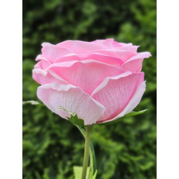 Rosa artificial MARNUK, rosa, 60 cm