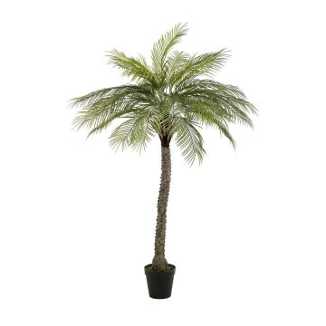 Palmera de coco artificial BOLON, 160 cm Palmera de coco artificial BOLON, 160 cm