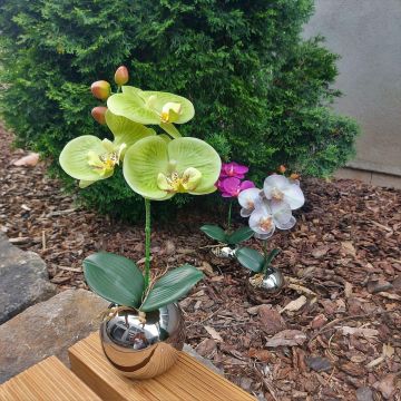 Flor artificial orquídea Phalaenopsis NAPIRAI, maceta, verde crema, 30 cm