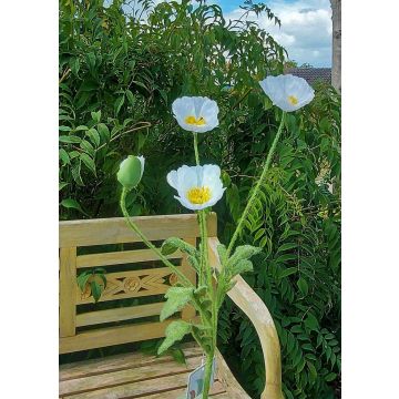 Rama de amapola artificial OXANDRINE, blanco crema, 60 cm