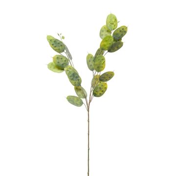 Rama artificial Lunaria JUDITHA, verde, 70 cm Rama artificial Lunaria JUDITHA, verde, 70 cm