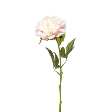 Peonía artificial GAVRON, blanco-rosa, 55 cm