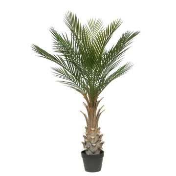 Palmera artificial palmera datilera ZOLTAR, crossdoor, 150 cm Palmera artificial palmera datilera ZOLTAR, crossdoor, 150 cm
