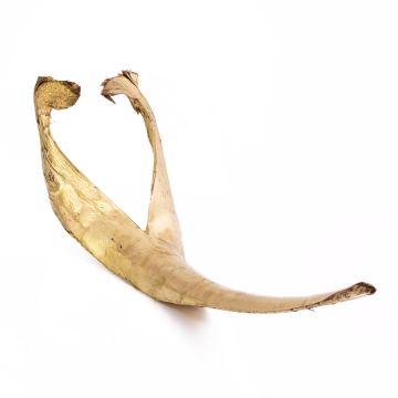 Hoja de coco seca grande FAYOLA, dorada, 130 cm Hoja de coco seca grande FAYOLA, dorada, 130 cm