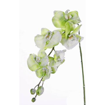 Orquídea Phalaenopsis artificial MYRIA, nevado verde, 75cm, Ø7-8cm