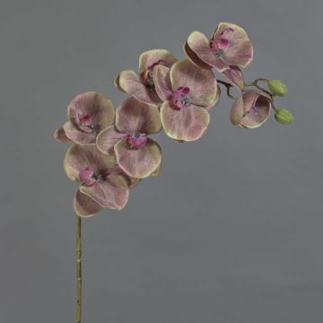Orquídea Phalaenopsis artificial LARDUEN, verde-rosa, 80 cm