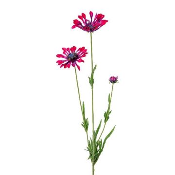 Rama decorativa margarita NIELAY, rojo burdeos, 65 cm