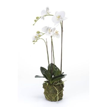 Orquídea Phalaenopsis artificial PABLA lecho musgo, blanco, 70cm, Ø7-12cm