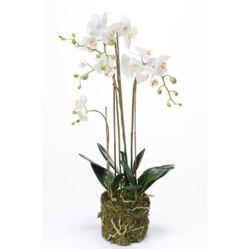 Orquídea Phalaenopsis artificial PABLA lecho musgo, blanco, 80cm, Ø8-11cm