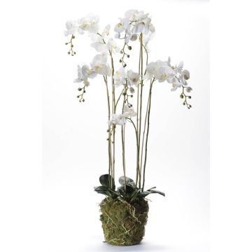 Orquídea Phalaenopsis artificial PABLA lecho musgo, blanco, 145cm, Ø10-15cm