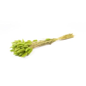 Hierba seca BORKA, ramo, verde manzana, 55-75 cm, Ø 12 cm