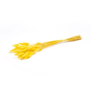 Hierba seca Lagurus BORKA, ramillete, amarillo, 55-75 cm, Ø 12 cm