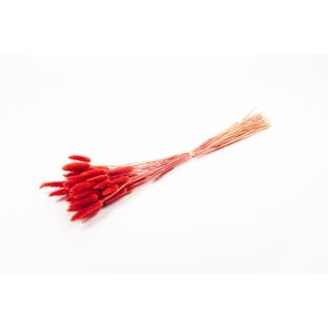 Hierba seca Lagurus BORKA, ramillete, rojo, 55-75 cm, Ø 12 cm