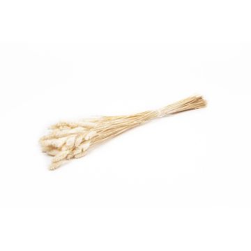 Hierba canaria seca BRAGILA en ramillete, crema, 50-75 cm, Ø 12 cm
