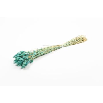 Hierba canaria seca BRAGILA en ramillete, turquesa, 50-75 cm, Ø 12 cm