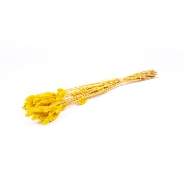 Hierba canaria seca BRAGILA en ramillete, amarilla, 50-75 cm, Ø 12 cm