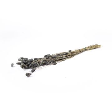 Hierba canaria seca BRAGILA en ramillete, gris, 50-75 cm, Ø 12 cm