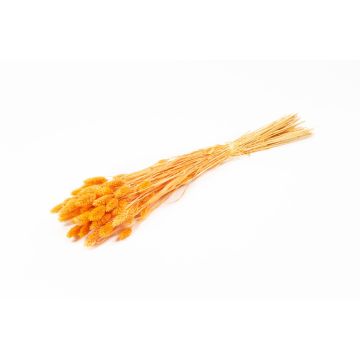 Hierba canaria seca BRAGILA en ramillete, naranja, 50-75 cm, Ø 12 cm