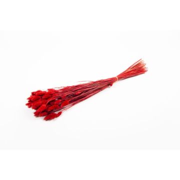 Hierba canaria seca BRAGILA en ramillete, roja, 50-75 cm, Ø 12 cm