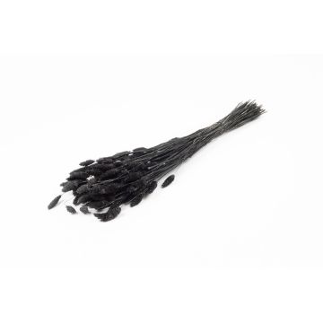 Hierba canaria seca BRAGILA en ramillete, negra, 50-75 cm, Ø 12 cm