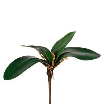 Hojas decorativas de orquídea Phalaenopsis ZULKRAM, varilla, raíces aéreas, 20 cm
